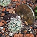 Нажмите на изображение для увеличения.

Название:	Mammillaria_schumannii_var_globosa_IMG_9354.JPG
Просмотров:	414
Размер:	233.2 Кб
ID:	342620
