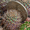 Нажмите на изображение для увеличения.

Название:	Rebutia_fulviseta_R319_IMG_9347.JPG
Просмотров:	415
Размер:	198.7 Кб
ID:	342621