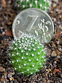 Нажмите на изображение для увеличения.

Название:	Rebutia_senilis_IMG_9351.JPG
Просмотров:	414
Размер:	159.8 Кб
ID:	342623