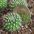 Нажмите на изображение для увеличения.

Название:	Rebutia_violaciflora_IMG_9350.JPG
Просмотров:	441
Размер:	208.7 Кб
ID:	342624