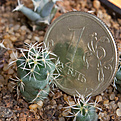 Нажмите на изображение для увеличения.

Название:	Coryphantha_sulcolanata_IMG_9367.JPG
Просмотров:	504
Размер:	214.1 Кб
ID:	342630