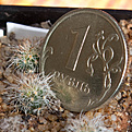 Нажмите на изображение для увеличения.

Название:	Gymnocactus_saueri_IMG_9370.JPG
Просмотров:	438
Размер:	174.4 Кб
ID:	342632