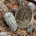 Нажмите на изображение для увеличения.

Название:	Gymnocalycium_bruchii_var_niveum_IMG_9368.JPG
Просмотров:	418
Размер:	249.7 Кб
ID:	342633