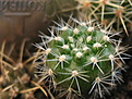 Нажмите на изображение для увеличения.

Название:	rebutia_violaciflora.jpg
Просмотров:	310
Размер:	190.3 Кб
ID:	342649