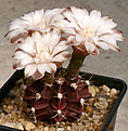Нажмите на изображение для увеличения.

Название:	Gymnocalycium_cv_Choco_IMG_0035.jpg
Просмотров:	326
Размер:	73.0 Кб
ID:	342651