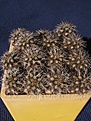 Нажмите на изображение для увеличения.

Название:	Setiechinopsis_mirabilis1.jpg
Просмотров:	325
Размер:	139.7 Кб
ID:	342653