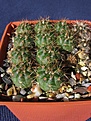 Нажмите на изображение для увеличения.

Название:	Notocactus_ottonis.jpg
Просмотров:	377
Размер:	139.1 Кб
ID:	342654
