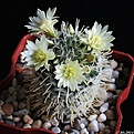 Нажмите на изображение для увеличения.

Название:	Mammillaria duwei.JPG
Просмотров:	132
Размер:	187.4 Кб
ID:	342713
