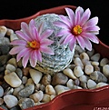 Нажмите на изображение для увеличения.

Название:	Mammillaria herrerae.JPG
Просмотров:	108
Размер:	176.8 Кб
ID:	342715