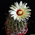 Нажмите на изображение для увеличения.

Название:	Hamatocactus setispinus.JPG
Просмотров:	136
Размер:	145.2 Кб
ID:	342716
