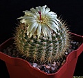 Нажмите на изображение для увеличения.

Название:	Notocactus aff. succineus.JPG
Просмотров:	128
Размер:	180.0 Кб
ID:	342719