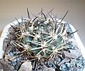Нажмите на изображение для увеличения.

Название:	Pyrrhocactus_umadeave.JPG
Просмотров:	362
Размер:	190.2 Кб
ID:	342734