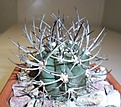 Нажмите на изображение для увеличения.

Название:	Pyrrhocactus_bulbocalyx.JPG
Просмотров:	368
Размер:	189.9 Кб
ID:	342736