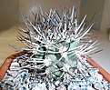 Нажмите на изображение для увеличения.

Название:	Pyrrhocactus__bulbocalyx.JPG
Просмотров:	340
Размер:	207.3 Кб
ID:	342737