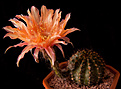 Нажмите на изображение для увеличения.

Название:	Echinopsis hybr. 203 Champagner.jpg
Просмотров:	123
Размер:	196.9 Кб
ID:	342758