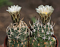 Нажмите на изображение для увеличения.

Название:	Pediocactus_peeblesianus_maia_JB6.jpg
Просмотров:	156
Размер:	179.1 Кб
ID:	342760