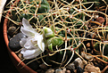 Нажмите на изображение для увеличения.

Название:	Gymnocalycium_monvillei_steineri_VG491.jpg
Просмотров:	462
Размер:	234.2 Кб
ID:	342762