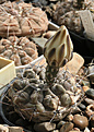 Нажмите на изображение для увеличения.

Название:	Gymnocalycium_gibbosum_chubutense_VV_Playa_Union_Norte.jpg
Просмотров:	448
Размер:	184.9 Кб
ID:	342772