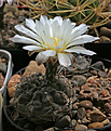 Нажмите на изображение для увеличения.

Название:	Gymnocalycium_gibbosum_chubutense_VV_Playa_Union_Norte_.jpg
Просмотров:	424
Размер:	219.8 Кб
ID:	342773