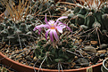 Нажмите на изображение для увеличения.

Название:	Thelocactus_rinconensis_freudenbergerii_CSD173.jpg
Просмотров:	137
Размер:	188.2 Кб
ID:	342776