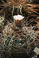 Нажмите на изображение для увеличения.

Название:	Gymnocalycium_cardenasianum.jpg
Просмотров:	443
Размер:	208.4 Кб
ID:	342798