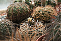 Нажмите на изображение для увеличения.

Название:	Gymnocalycium_cardenasianum_.jpg
Просмотров:	458
Размер:	213.9 Кб
ID:	342799