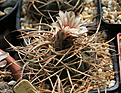 Нажмите на изображение для увеличения.

Название:	Gymnocalycium_cardenasianum_M70.jpg
Просмотров:	436
Размер:	223.3 Кб
ID:	342800