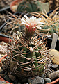 Нажмите на изображение для увеличения.

Название:	Gymnocalycium_catamarcense_form_VG813.jpg
Просмотров:	455
Размер:	203.1 Кб
ID:	342802