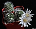 Нажмите на изображение для увеличения.

Название:	Rebutia kariusiana f.albiflora.JPG
Просмотров:	122
Размер:	199.0 Кб
ID:	342829