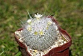 Нажмите на изображение для увеличения.

Название:	mam_hahn_albiflora.jpg
Просмотров:	125
Размер:	162.1 Кб
ID:	342845