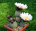 Нажмите на изображение для увеличения.

Название:	Tephrocactus geometricus Fiambala.jpg
Просмотров:	126
Размер:	204.3 Кб
ID:	342852