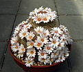 Нажмите на изображение для увеличения.

Название:	Mammillaria lenta.jpg
Просмотров:	121
Размер:	170.5 Кб
ID:	342854