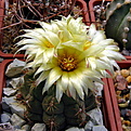 Нажмите на изображение для увеличения.

Название:	Thelocactus_leucacanthus.jpg
Просмотров:	134
Размер:	167.4 Кб
ID:	342855
