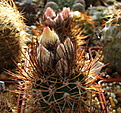 Нажмите на изображение для увеличения.

Название:	Pyrrhocactus sp. VG238.jpg
Просмотров:	278
Размер:	189.2 Кб
ID:	342859
