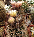 Нажмите на изображение для увеличения.

Название:	Pyrrhocactus sp. VG238..jpg
Просмотров:	287
Размер:	172.1 Кб
ID:	342860