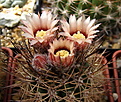Нажмите на изображение для увеличения.

Название:	Pyrrhocactus sp. VG238...jpg
Просмотров:	291
Размер:	212.7 Кб
ID:	342861