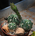 Нажмите на изображение для увеличения.

Название:	Echinopsis_callicantholilacina.jpg
Просмотров:	464
Размер:	229.7 Кб
ID:	342862