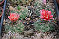 Нажмите на изображение для увеличения.

Название:	Gymnocalycium_tillianum_L488.jpg
Просмотров:	474
Размер:	200.1 Кб
ID:	342873