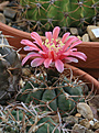 Нажмите на изображение для увеличения.

Название:	Gymnocalycium_tillianum_VG1127.jpg
Просмотров:	470
Размер:	206.9 Кб
ID:	342874