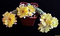 Нажмите на изображение для увеличения.

Название:	x Chamaelobivia hybrid cv.Yellow Bird.JPG
Просмотров:	126
Размер:	181.1 Кб
ID:	342880