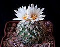 Нажмите на изображение для увеличения.

Название:	Gymnocactus saueri.jpg
Просмотров:	129
Размер:	224.0 Кб
ID:	342892