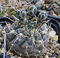 Нажмите на изображение для увеличения.

Название:	Gymnocalycium_borthii_nogolense_VG406.jpg
Просмотров:	104
Размер:	192.1 Кб
ID:	342896