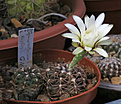 Нажмите на изображение для увеличения.

Название:	Gymnocalycium_erolesii_GN.jpg
Просмотров:	115
Размер:	216.9 Кб
ID:	342897