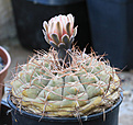 Нажмите на изображение для увеличения.

Название:	Gymnocalycium_ferrari_VG665.jpg
Просмотров:	122
Размер:	189.9 Кб
ID:	342898