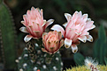 Нажмите на изображение для увеличения.

Название:	Gymnocalycium_nataliae_GN94.jpg
Просмотров:	127
Размер:	193.2 Кб
ID:	342901