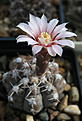 Нажмите на изображение для увеличения.

Название:	Gymnocalycium_prohazkianum_GN747.jpg
Просмотров:	135
Размер:	170.3 Кб
ID:	342902