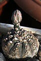 Нажмите на изображение для увеличения.

Название:	Gymnocalycium_stellatum_flavispinum_VG471.jpg
Просмотров:	136
Размер:	207.8 Кб
ID:	342903