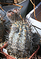 Нажмите на изображение для увеличения.

Название:	Acanthocalycium_glaucum.jpg
Просмотров:	106
Размер:	176.5 Кб
ID:	342905