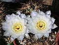 Нажмите на изображение для увеличения.

Название:	Acanthocalycium_spec.jpg
Просмотров:	104
Размер:	166.8 Кб
ID:	342906