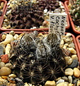 Нажмите на изображение для увеличения.

Название:	c Neoporteria cachytaensis v flaviflorus.jpg
Просмотров:	290
Размер:	170.5 Кб
ID:	342926